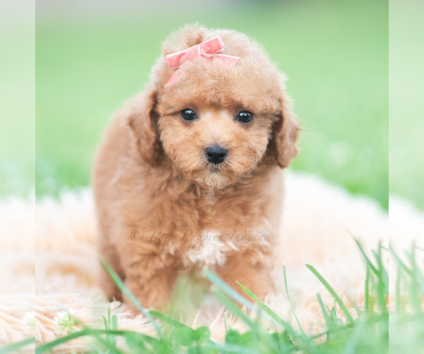 Medium Photo #4 Maltipoo (Miniature) Puppy For Sale in WARSAW, IN, USA