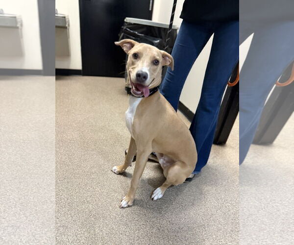 Medium Photo #4 Feist Terrier-Labrador Retriever Mix Puppy For Sale in Sanford, FL, USA