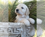 Small Photo #3 Goldendoodle Puppy For Sale in PROSPECT, VA, USA