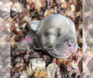 Medium Faux Frenchbo Bulldog