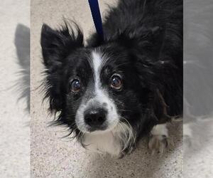 Pomeranian-Unknown Mix Dogs for adoption in Bakersfield, CA, USA