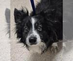 Small Pomeranian Mix