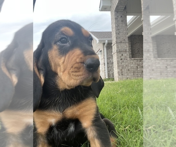 Medium Photo #3 Bloodhound Puppy For Sale in JOPLIN, MO, USA