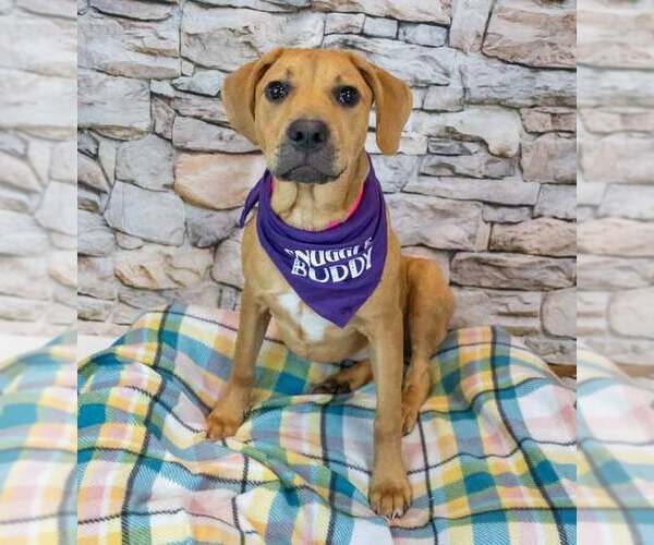Medium Photo #2 Mutt Puppy For Sale in Kennesaw, GA, USA