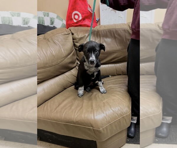 Medium Photo #4 Borador Puppy For Sale in Mt. Laurel, NJ, USA