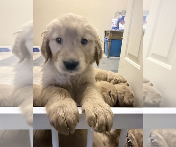 Medium Photo #5 Golden Retriever Puppy For Sale in PORTALES, NM, USA