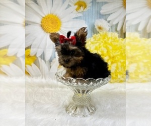 Yorkshire Terrier Puppy for Sale in RIPLEY, Mississippi USA