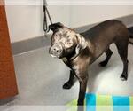 Small #1 American Pit Bull Terrier Mix