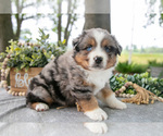 Puppy Destiny Miniature American Shepherd