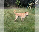 Small #1 Labrador Retriever Mix
