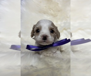 Cavapoo Puppy for sale in JEFFERSONVILLE, IN, USA