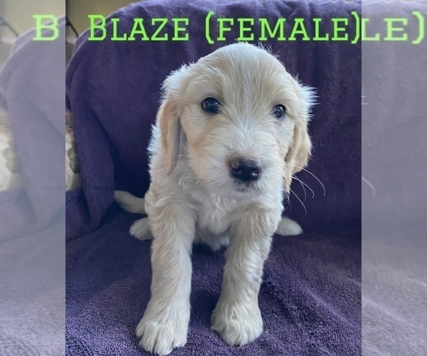 Medium Photo #19 Labradoodle Puppy For Sale in BLACK FOREST, CO, USA