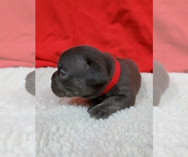 Medium Photo #2 French Bulldog Puppy For Sale in AFTON, WY, USA