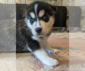 Native American Indian Dog Puppy for sale in ANDREAS, PA, USA
