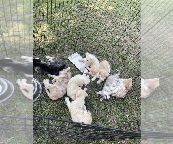 Medium Photo #42 Siberian Husky Puppy For Sale in HILLISTER, TX, USA