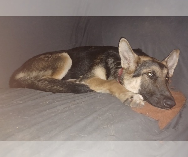 Medium Photo #1 German Shepherd Dog Puppy For Sale in MECHANICSVILLE, VA, USA