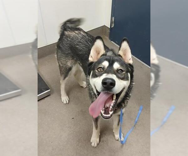 Medium Photo #1 Siberian Husky Puppy For Sale in HESPERIA, CA, USA