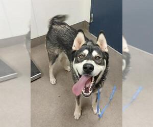 Siberian Husky Dogs for adoption in HESPERIA, CA, USA