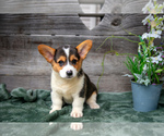 Puppy Ellie Pembroke Welsh Corgi