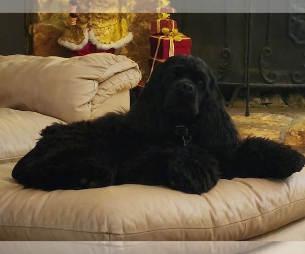 Medium Photo #7 Cocker Spaniel Puppy For Sale in HUFFMAN, TX, USA