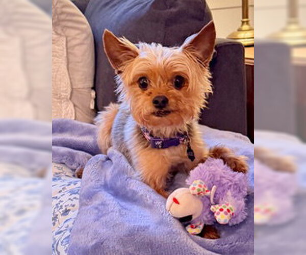 Medium Photo #5 Mutt Puppy For Sale in Allentown,, PA, USA