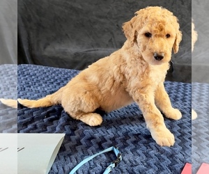 Goldendoodle Puppy for Sale in MERIDIAN, Idaho USA