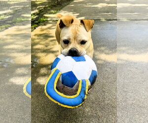Moo Deng - Female Bulldog-Staffordshire Bull Terrier Mix Dog for Adoption - Photo #5