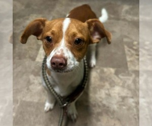 Chihuahua Dogs for adoption in Winter, WI, USA