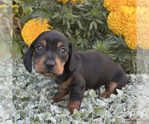 Dachshund Puppy for sale in FREDONIA, PA, USA