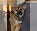 Miki - Female Shiba Inu Puppy for Sale - Small photo