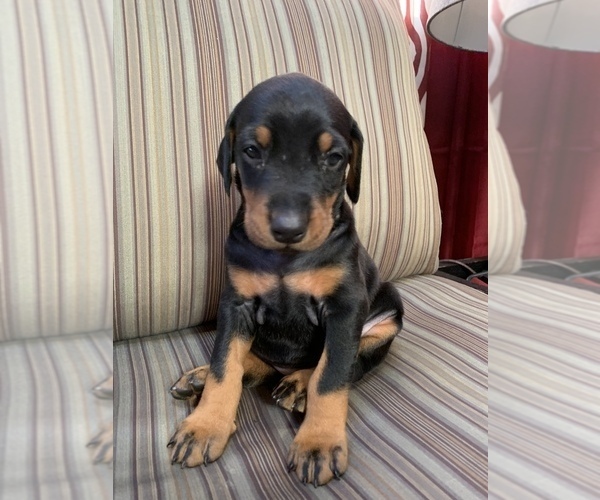 Medium Photo #4 Doberman Pinscher Puppy For Sale in SCAPPOOSE, OR, USA