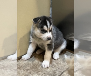 Siberian Husky Puppy for sale in FORT WAYNE, IN, USA