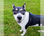 Small #1 Huskies -Rottweiler Mix