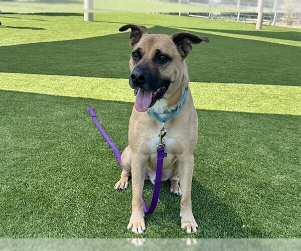 Medium Photo #2 German Shepherd Dog-Unknown Mix Puppy For Sale in Martinez, CA, USA