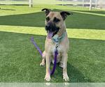 Small #1 German Shepherd Dog Mix