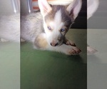 Small Siberian Husky