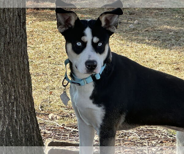 Medium Photo #4 Siberian Husky-Unknown Mix Puppy For Sale in Harrisburg, PA, USA