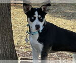 Small #3 Siberian Husky Mix