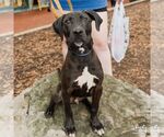 Small #7 Labrador Retriever-Retriever  Mix