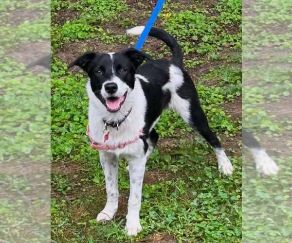 Medium Photo #1 Border Collie-Unknown Mix Puppy For Sale in Highland, IL, USA