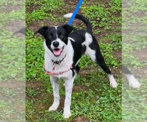 Border Collie-Unknown Mix Dogs for adoption in Highland, IL, USA