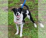 Small Border Collie Mix