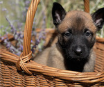 Puppy Vega Belgian Malinois
