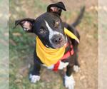 Small American Staffordshire Terrier Mix