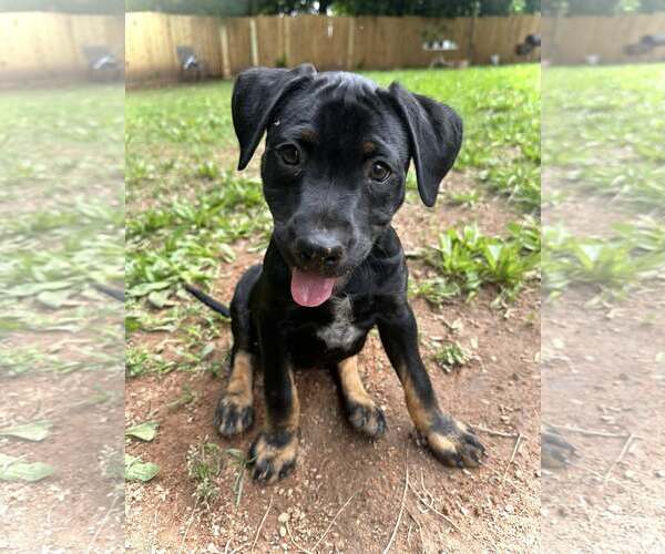 Medium Photo #1 Mutt Puppy For Sale in Greenville, SC, USA