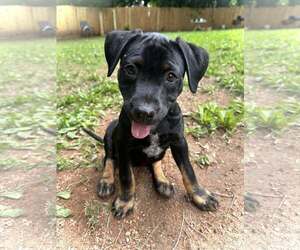 Mutt Dogs for adoption in Greenville, SC, USA