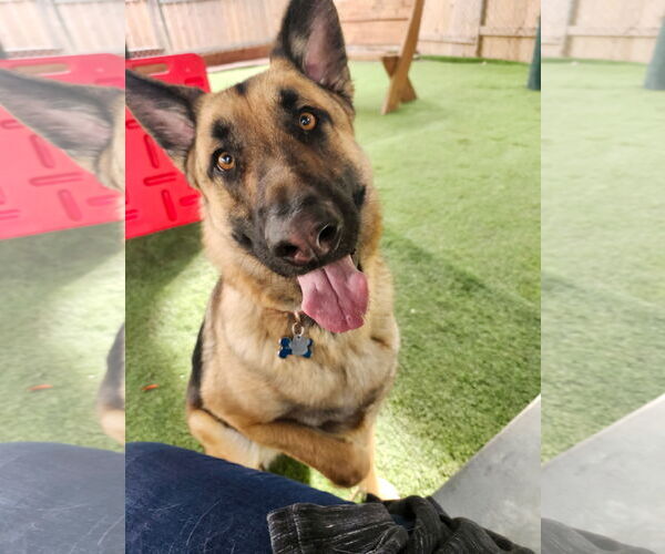 Medium Photo #1 German Shepherd Dog Puppy For Sale in San Diego, CA, USA