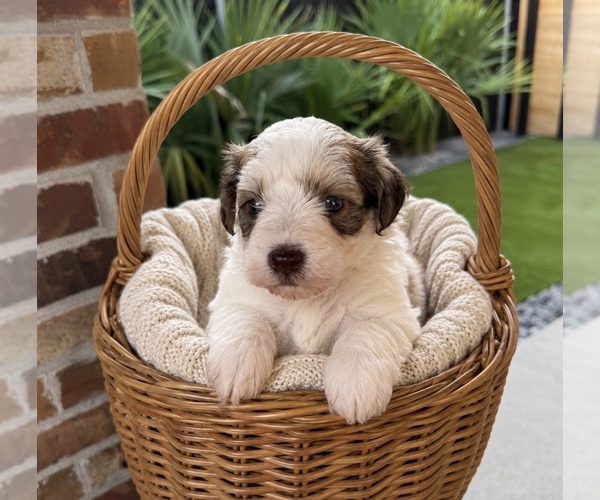 Medium Photo #3 Schnauzer (Miniature) Puppy For Sale in LAFAYETTE, LA, USA