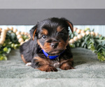 Image preview for Ad Listing. Nickname: Litter of 4