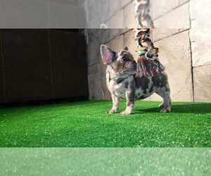 French Bulldog Puppy for sale in HOUSTON, TX, USA